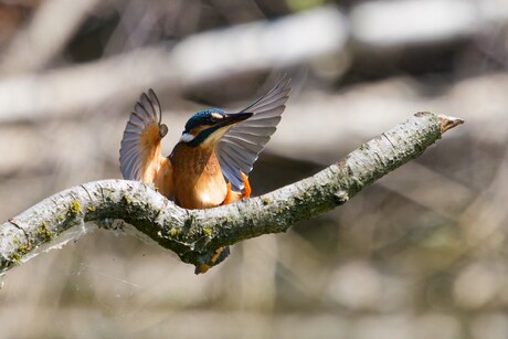 Net voor de landing !