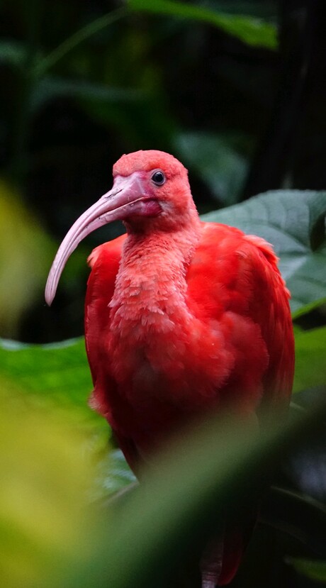 Ibis