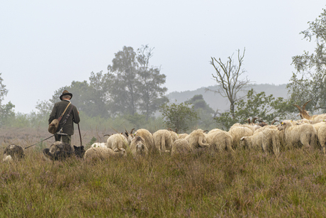 Herder op de Veluwe