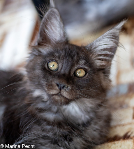 Maine coon Zelda