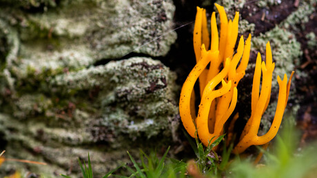 Kleverig koraalzwammetje (Calocera viscosa)