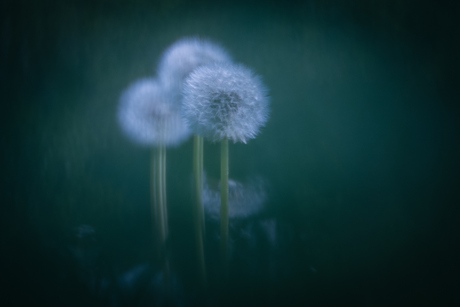 Witte dans
