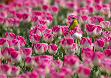 Gele kwikstaart op tulpen