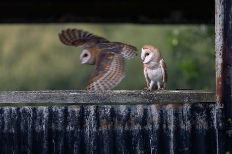 Guardians of the barn