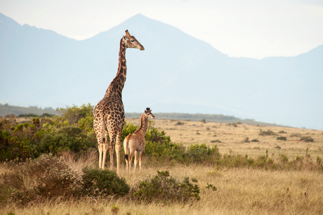 Giraffe