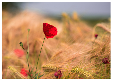 Poppies