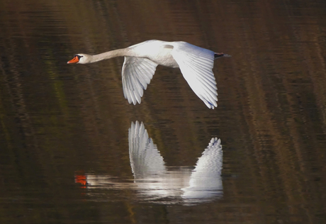 Zwaan boven het water