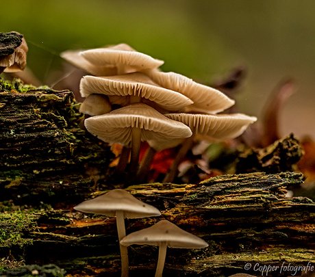 Paddenstoelen Hooghalen