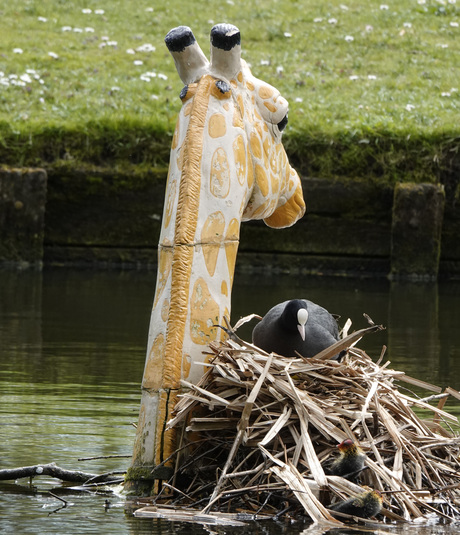 De giraffe was niet de redder