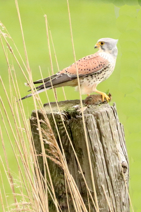 Torenvalk 4 aan tafel