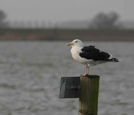 Grote Mantelmeeuw