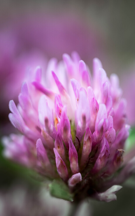 Clover Flame