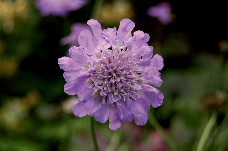 Scabiosa