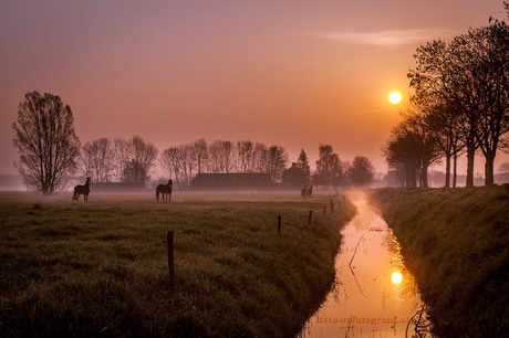 Horses in the mist..........