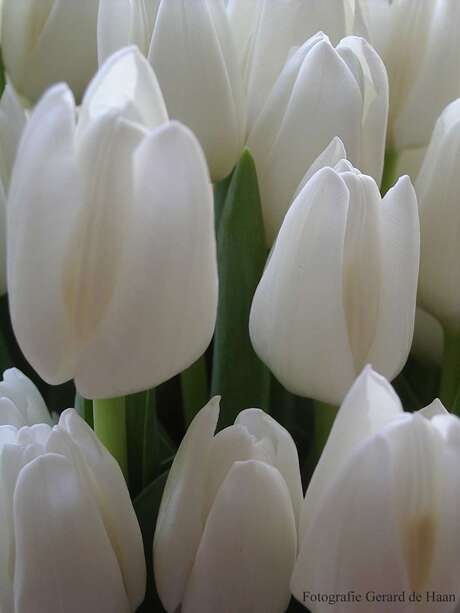 Witte tulpen