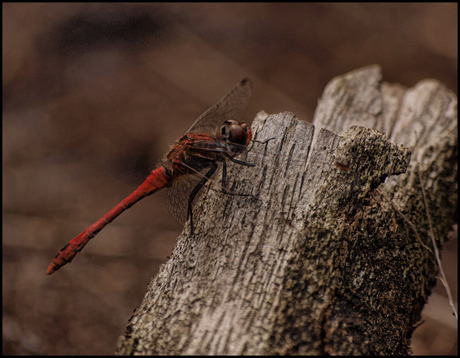 libelle