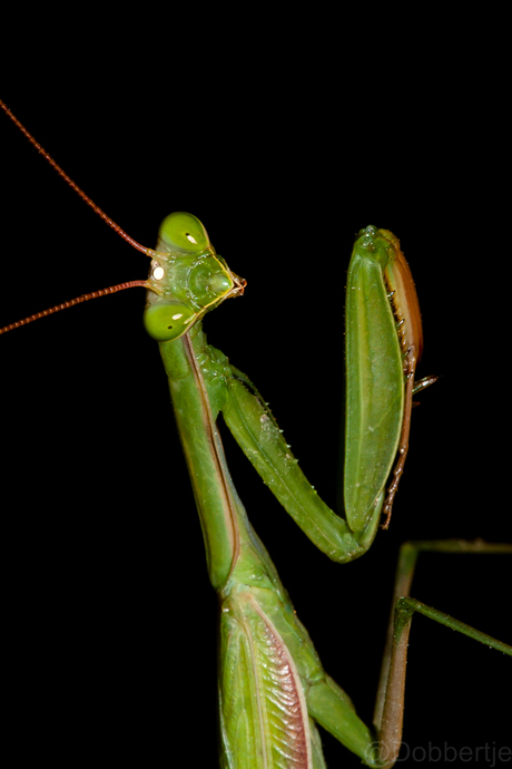 Laughing Mantis