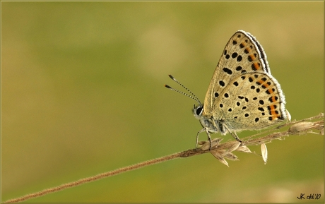 Bruine Vuurvlinder