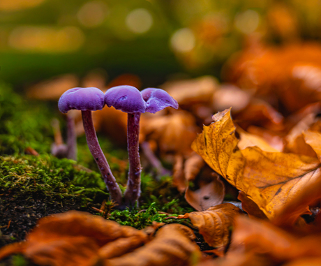 Herfst vol magie – ontdek de kracht van paars!