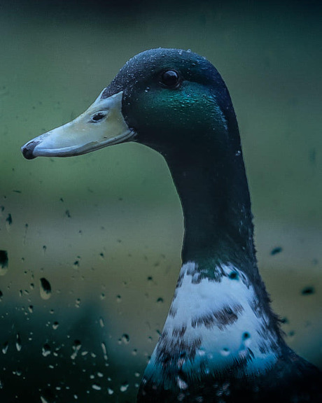 Woerd in de regen wil graag naar binnen