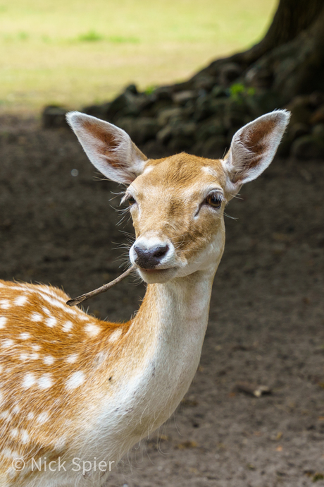 Bambi geniet van een stokje 