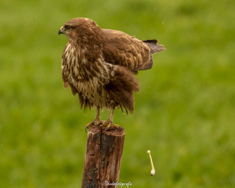 Buizerd laat hem vliegen.