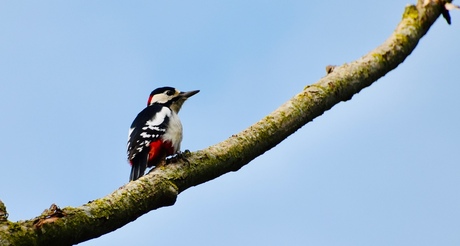 Pájaro carpintero manchado