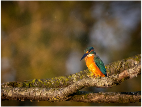 Ijsvogel