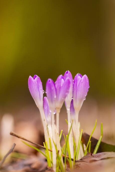 Crocussen