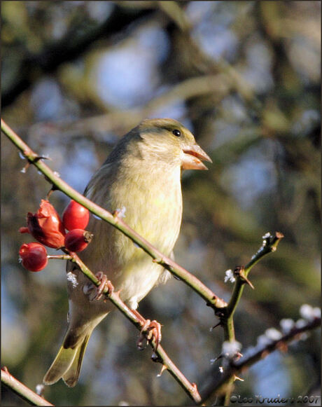 Groenling, pop