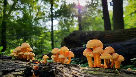 Feestje bij Familie Zwavelkop...