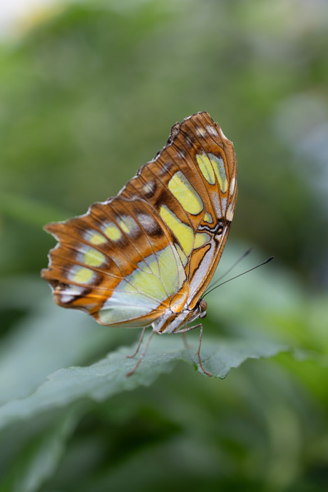 Malachiet Vlinder 