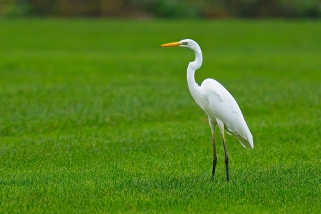 Zilverreiger