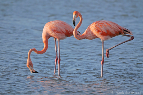 Flamingo's op Bonaire