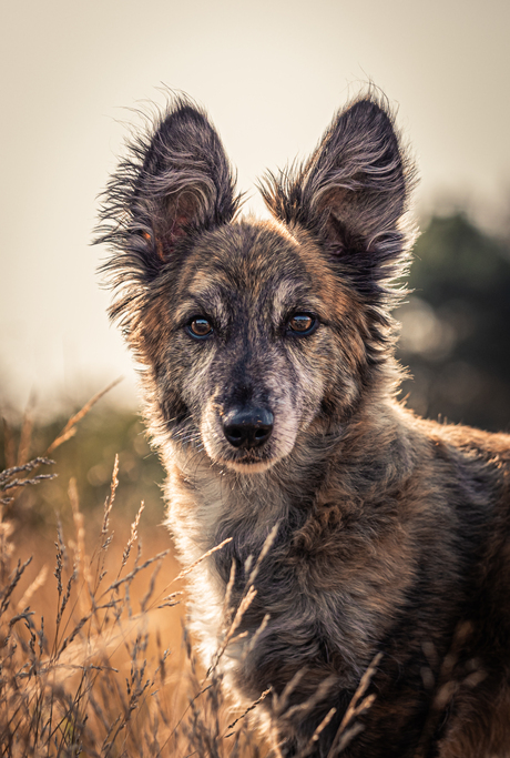 Mighty Ears