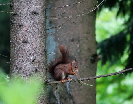 Eekhoorntje in het bos