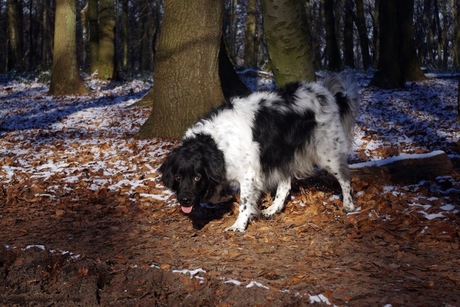 Friese stabij in het bos