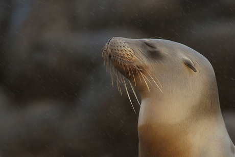 Raindrops keep falling....