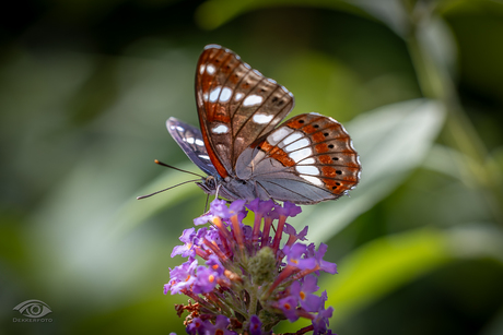 Kleine ijsvogelvlinder