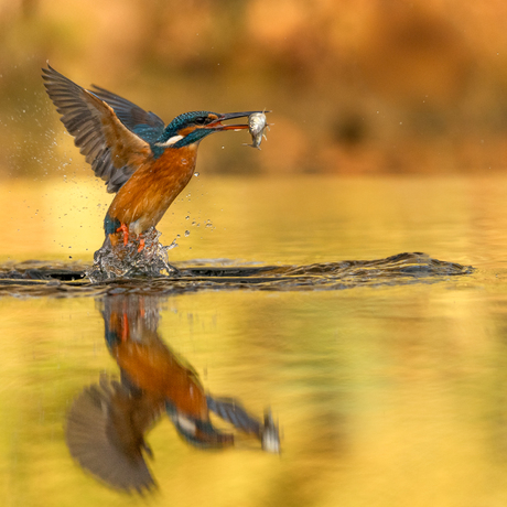 IJsvogel in de herfst