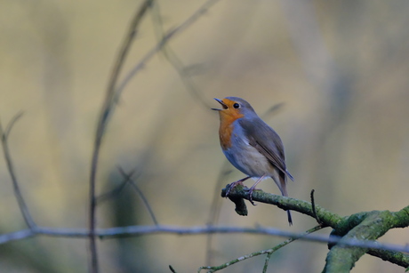 Zingend roodborstje 