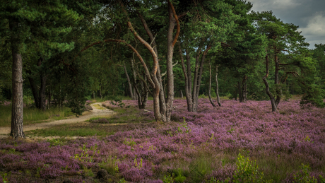 Bloeiende heide