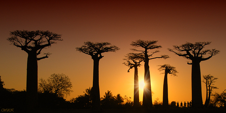 Rue du Baobab