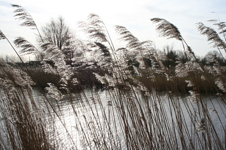 Oostvaardersplassen