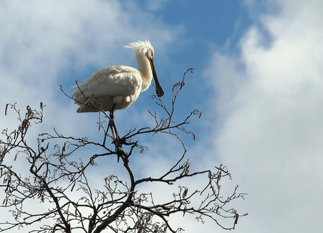 Hoog in top,..