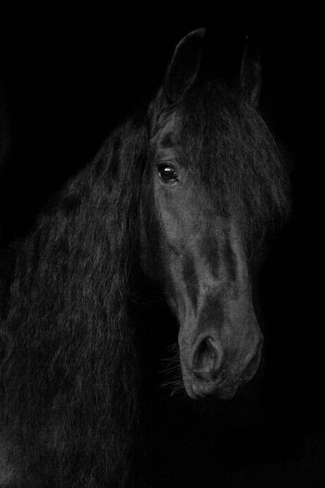 Friese paarden - zwart in zwart