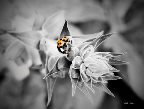 Lief heersend beestje