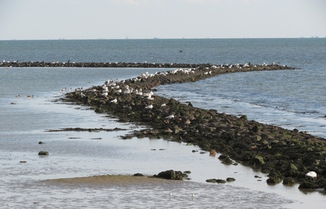 Langs de waddendijk op Terschelling