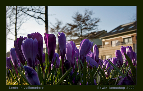 Lente in Julianadorp