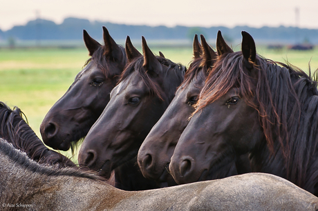 friese paarden